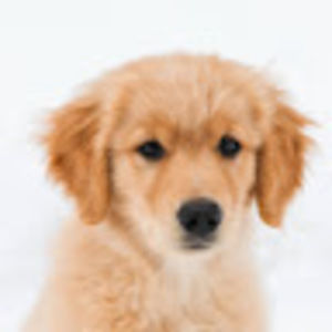 Meet your Posher, Gionafan